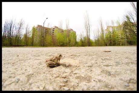 little frog friend pripyat
