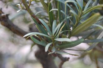 Podocarpus macrophyllus Leaf (01/04/2015, Tokyo, Japan)