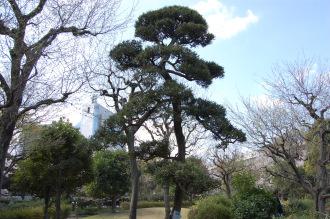 Podocarpus macrophyllus (01/04/2015, Tokyo, Japan)