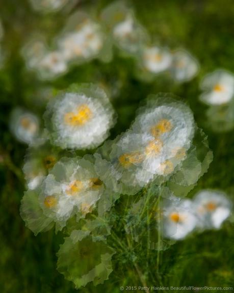 Prickly Poppies in the Wind © 2015 Patty Hankins