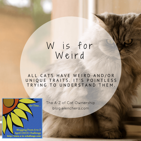 A-Z of Cats: W is for Weird (#AtoZChallenge)