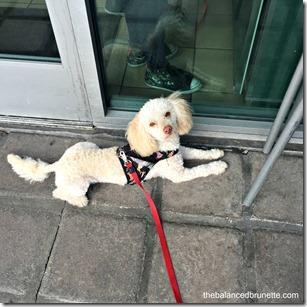Subway National Picnic Day Poodle Dog