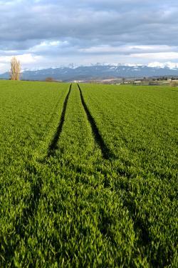 Swiss flatlands: the unexpected DSC_0347