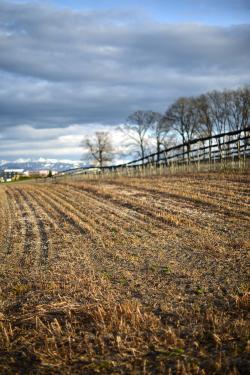 Swiss flatlands: the unexpected DSC_0322