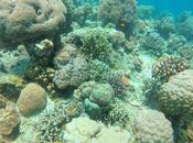 Project BLUE: Worthy Endeavor Save Sumilon Island’s Majestic Corals