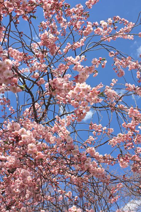 Blooming Cherry Blossoms 