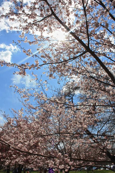 Blooming Cherry Blossoms 