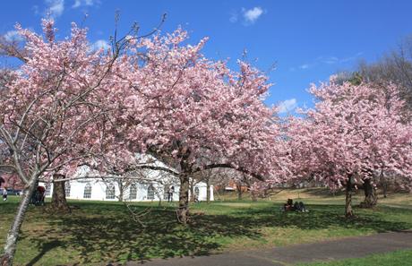 Blooming Cherry Blossoms 