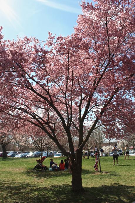  Blooming Cherry Blossoms 