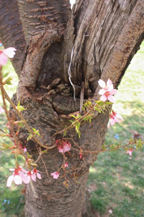 Blooming Cherry Blossoms 