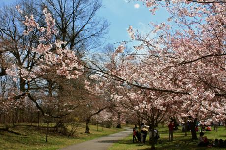 Blooming Cherry Blossoms 