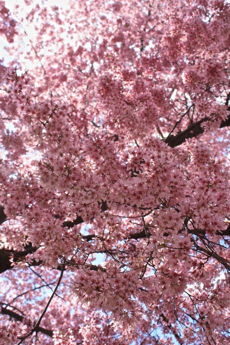 Blooming Cherry Blossoms 