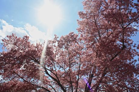 Blooming Cherry Blossoms 