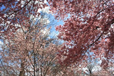 Blooming Cherry Blossoms 