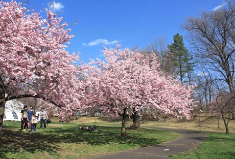 Blooming Cherry Blossoms 