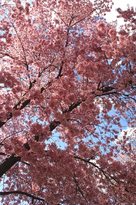  Blooming Cherry Blossoms 