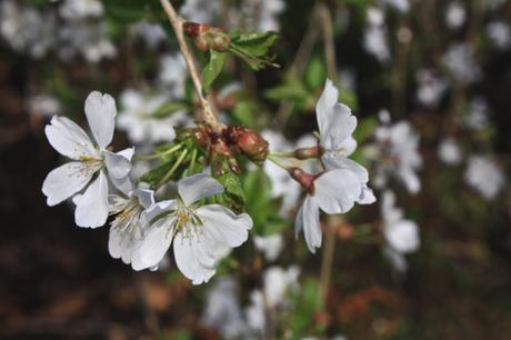 Blooming Cherry Blossoms 