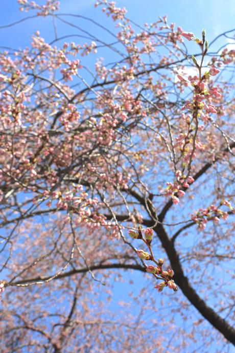 Blooming Cherry Blossoms 