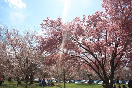 Blooming Cherry Blossoms 