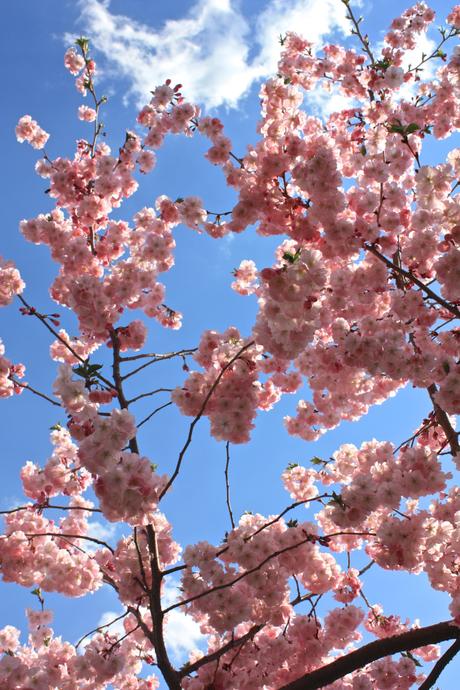 Blooming Cherry Blossoms 