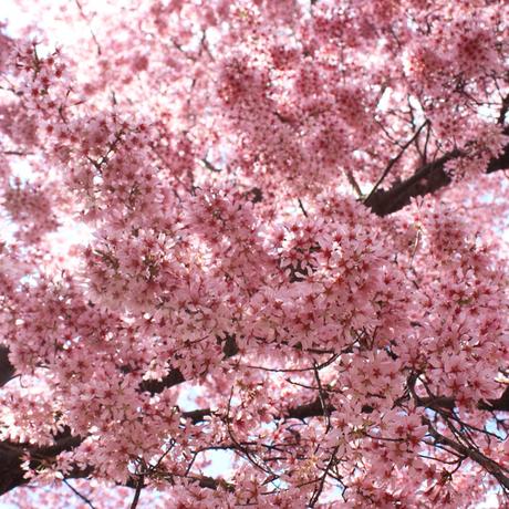 Blooming Cherry Blossoms 