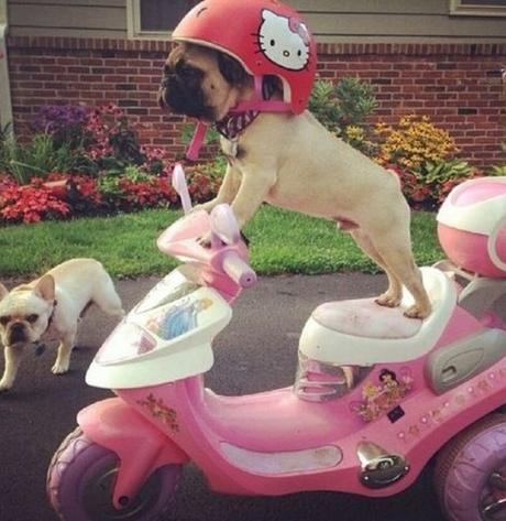 Top 10 Cute Dogs On Motorbikes