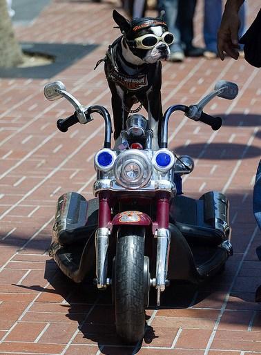 Cute Dog on a Motorcycle