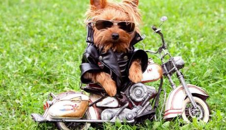 Top 10 Cute Dogs On Motorbikes