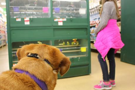 dog watching birds in pet supplies plus store