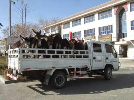 donkeys on truck