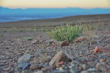 Though we didn't see them during our first day of cycling before the pass, we did find quite a few of these shrubs as we approached San Pedro. 