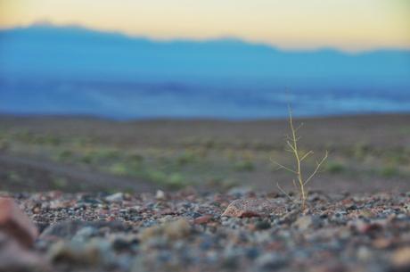 Every little piece of life is precious out here. It's amazing that these tiny plants can survive the harsh sun, cold nights, and waterless years. Go little guy go!  