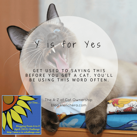 A-Z of Cats: Y is for Yes (#AtoZChallenge)