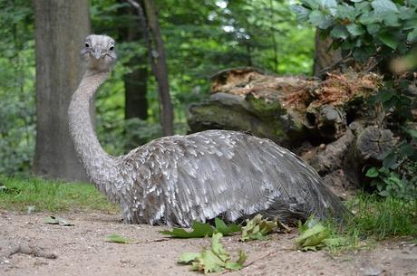 Emu Oil Benefits Hair