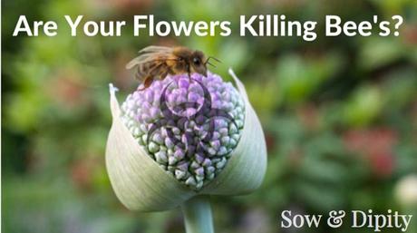Are Your Flowers Killing Bees?