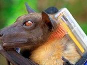 Space Station Safari’s Ultimate Wildlife Research Vantage Point