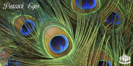 zfp-peacock-eyes