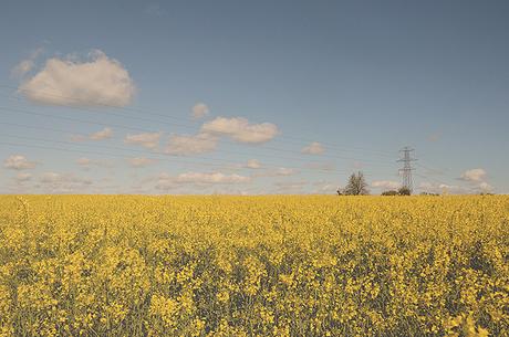 Yellow Fields & More Longleat!
