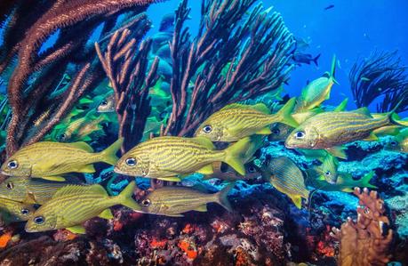 Spring Trip 1   [Orange You Glad It’s Friday]