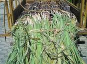 India Hikes Import Sugar Scraps Excise Duty Ethanol Made from Molasses