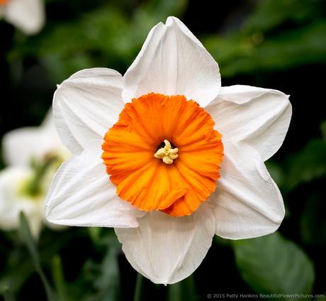 Professor Einstein Daffodils © 2015 Patty Hankins