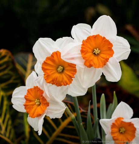 Professor Einstein Daffodils © 2015 Patty Hankins