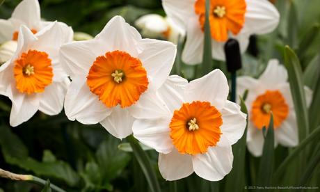 Professor Einstein Daffodils © 2015 Patty Hankins