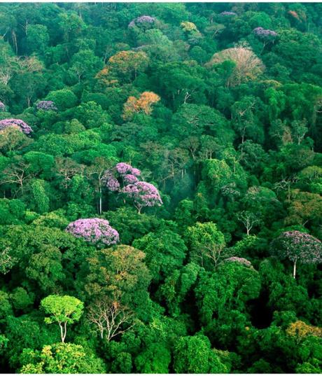 What You Can Do to Protect Biodiversity – State of the Planet