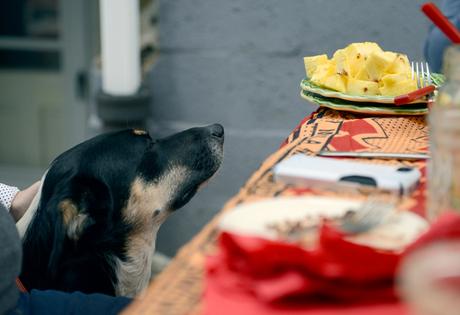 Cinco de Mayo by With The Grains 13