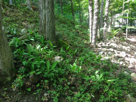 PROGRESS REPORT - driveway woodland garden