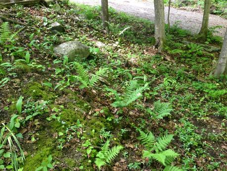 PROGRESS REPORT - driveway woodland garden