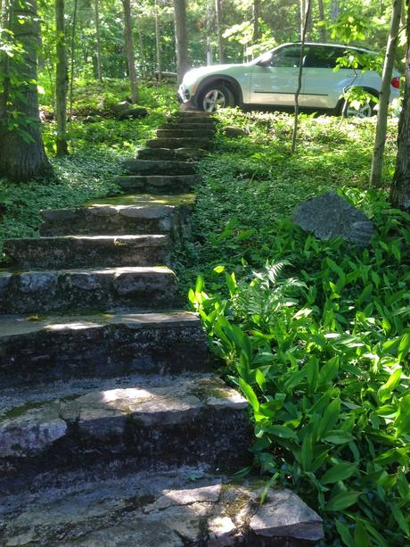 PROGRESS REPORT - driveway woodland garden