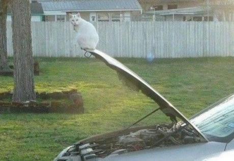 Top 10 Talented Perfectly Balanced Cats