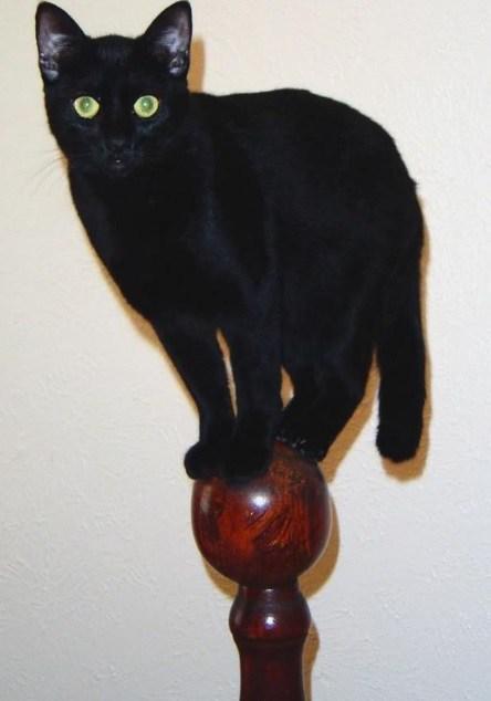 Top 10 Talented Perfectly Balanced Cats